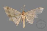 ǦW:Macaria abydata