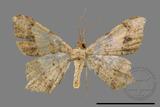 ǦW:Macaria abydata