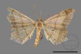 ǦW:Macaria abydata