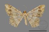 ǦW:Macaria abydata