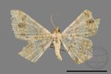 ǦW:Macaria abydata