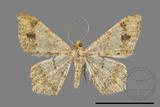 ǦW:Macaria abydata