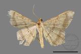 ǦW:Macaria abydata