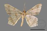 ǦW:Macaria abydata