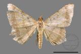 ǦW:Macaria abydata