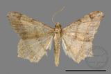 ǦW:Macaria abydata