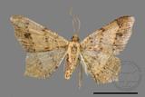 ǦW:Macaria abydata