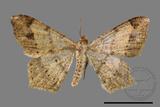 ǦW:Macaria abydata