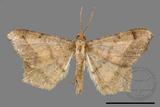 ǦW:Macaria abydata