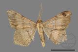 ǦW:Macaria abydata