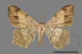 ǦW:Macaria abydata