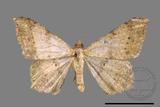 ǦW:Macaria abydata