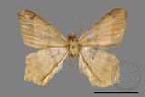 ǦW:Macaria abydata