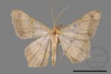 ǦW:Macaria abydata