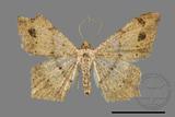 ǦW:Macaria abydata