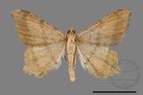 ǦW:Macaria abydata