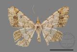 ǦW:Macaria abydata