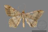 ǦW:Macaria abydata