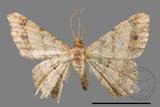 ǦW:Macaria abydata