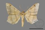 ǦW:Macaria abydata