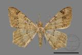 ǦW:Macaria abydata