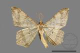 ǦW:Macaria abydata