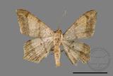 ǦW:Macaria abydata