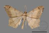 ǦW:Macaria abydata