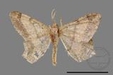 ǦW:Macaria abydata