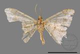 ǦW:Macaria abydata