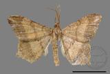 ǦW:Macaria abydata