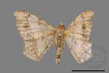 ǦW:Macaria abydata