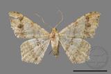 ǦW:Macaria abydata