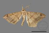 ǦW:Macaria abydata