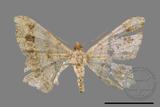 ǦW:Macaria abydata