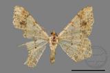 ǦW:Macaria abydata