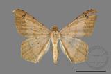 ǦW:Macaria abydata