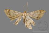 ǦW:Macaria abydata