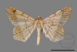 ǦW:Macaria abydata