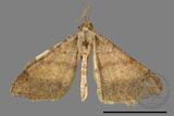 ǦW:Macaria abydata