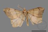 ǦW:Macaria abydata