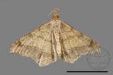 ǦW:Macaria abydata