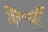 ǦW:Macaria abydata