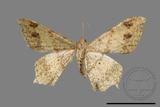 ǦW:Macaria abydata