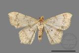 ǦW:Macaria abydata