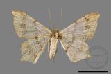 ǦW:Macaria abydata