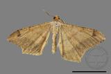 ǦW:Macaria abydata