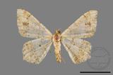 ǦW:Macaria abydata