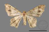 ǦW:Macaria abydata