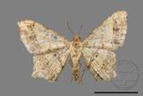 ǦW:Macaria abydata